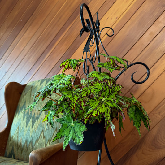 Begonia Geometry Hanging Basket (Begonia Rex-Cultorum 'Geometry') - 8 Inch Indoor Houseplant -Ship Only