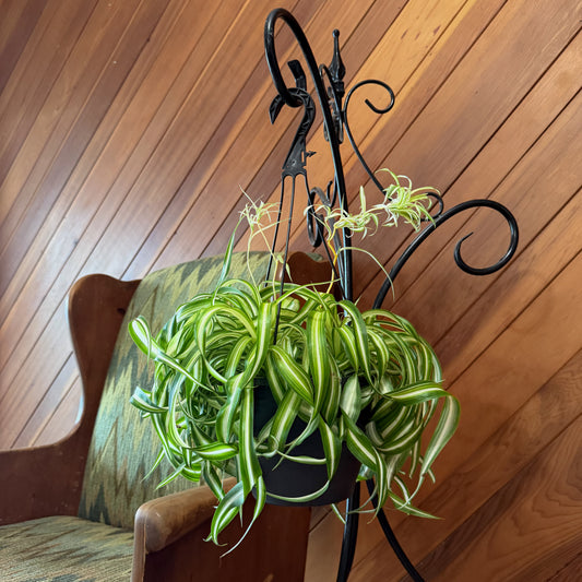 Spider Curly Hanging Basket (Chlorophytum Comosum 'Bonnie') - 8 Inch Indoor Houseplant -Ship Only
