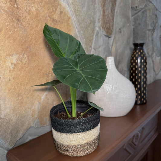 Alocasia Regal Shield (Alocasia Odora x Alocasia Reginula) - 6 Inch Indoor Houseplant -Ship Only