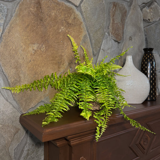 Tiger Stripe Boston Fern (Nephrolepis Exaltata 'Tiger Fern') - 6 Inch Indoor Houseplant -Ship Only