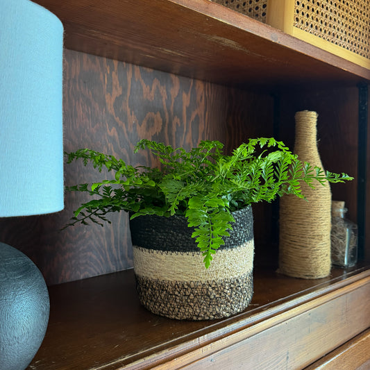 Austral Gem Fern (Doryopteris Cordata) - 6 Inch Indoor Houseplant -Ship Only