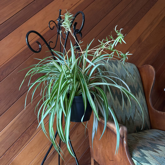 Spider Variegated Hanging Basket (Chlorophytum Comosum 'Vittatum') - 8 Inch Indoor Houseplant -Ship Only