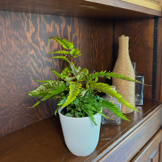 Tri-Color Fern (Pteris Quadriaurita 'Tricolor') - 4 Inch Indoor Houseplant -Ship Only
