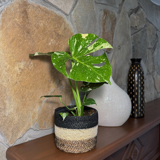 Monstera Thai Constellation (Monstera Deliciosa 'Thai Constellation') - 6 Inch Indoor Houseplant -Ship Only