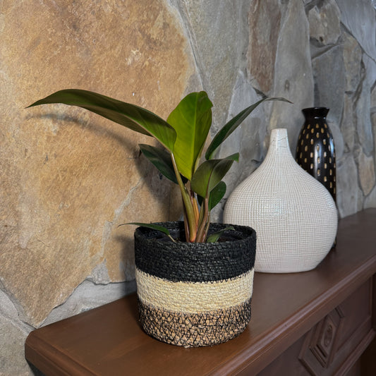 Philodendron Rojo Congo (Philodendron Tatei 'Congo Rojo) - 6 Inch Indoor Houseplant -Ship Only