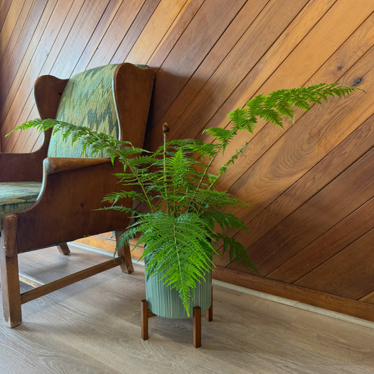 Australian Tree Fern (Cyathea Cooperi) - 8 Inch Indoor Houseplant -Ship Only
