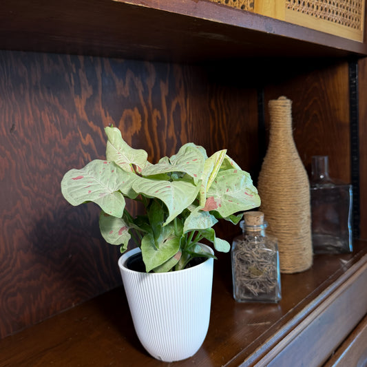Syngonium Milk Confetti (Syngonium Podophyllum 'Milk Confetti') - 4 Inch Indoor Houseplant -Ship Only