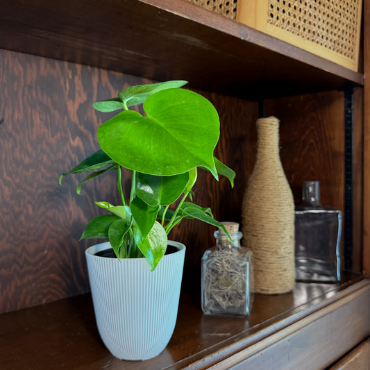 Monstera Deliciosa - 4 Inch Indoor Houseplant -Ship Only