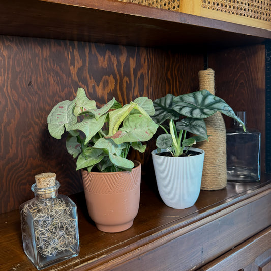 Mystery Foliage 2 Pack - 4 Inch Indoor Houseplants -Ship Only