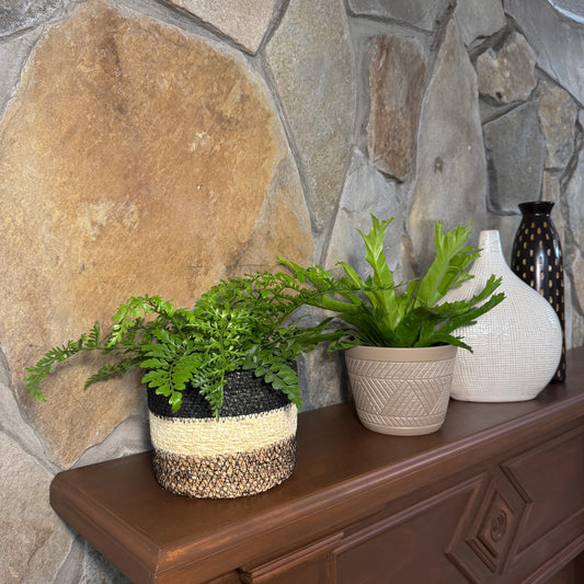 Mystery Ferns 2 Pack - 6 Inch Indoor Houseplants -Ship Only