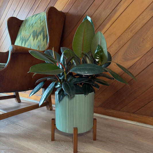Burgundy Rubber Plant (Ficus Elastica 'Burgundy') - 8 Inch Indoor Houseplant -Ship Only