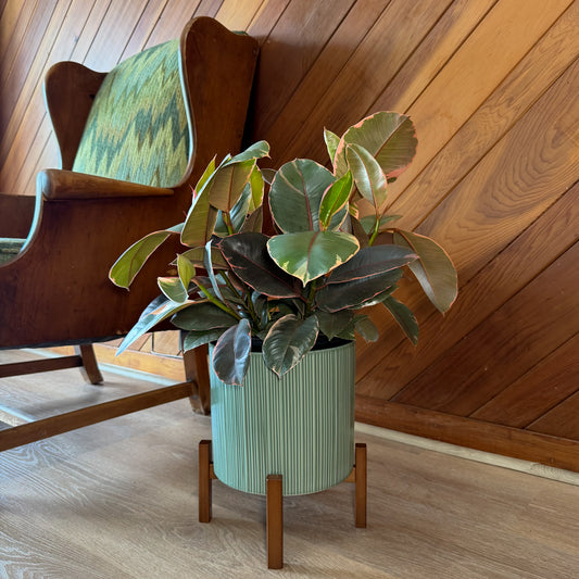 Ruby Rubber Tree (Ficus Elastica�'Ruby') - 8 Inch Indoor Houseplant -Ship Only
