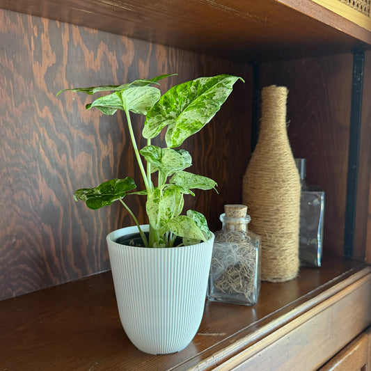 Alocasia Blizzard (Alocasia Odora 'Batik Blizzard') - 4 Inch Indoor Houseplant -Ship Only
