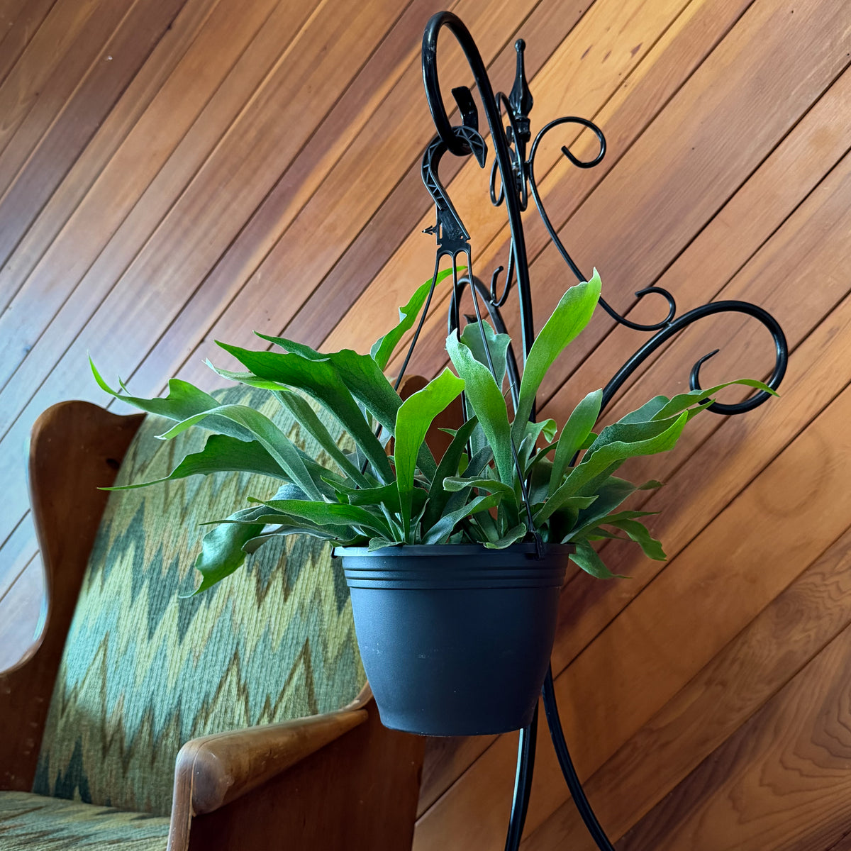 Staghorn Netherlands Fern Hanging Basket (Platycerium Bifurcatum 'Netherlands') - 8 Inch Indoor Houseplant -Ship Only