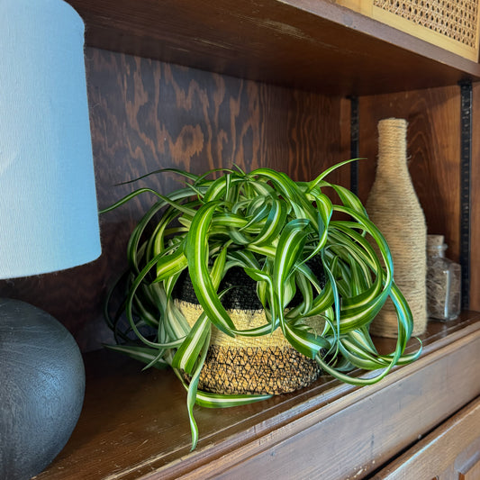 Spider Curly (Chlorophytum Comosum 'Bonnie') - 6 Inch Indoor Houseplant -Ship Only