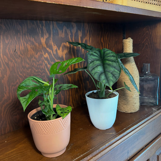 Mystery Foliage 4 Pack - 4 Inch Indoor Houseplants -Ship Only