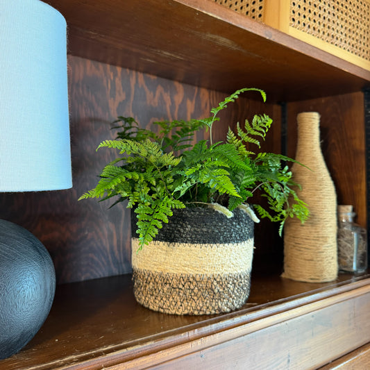 Rabbit Foot Footed Fern (Davallia Fejeensis) - 6 Inch Indoor Houseplant -Ship Only
