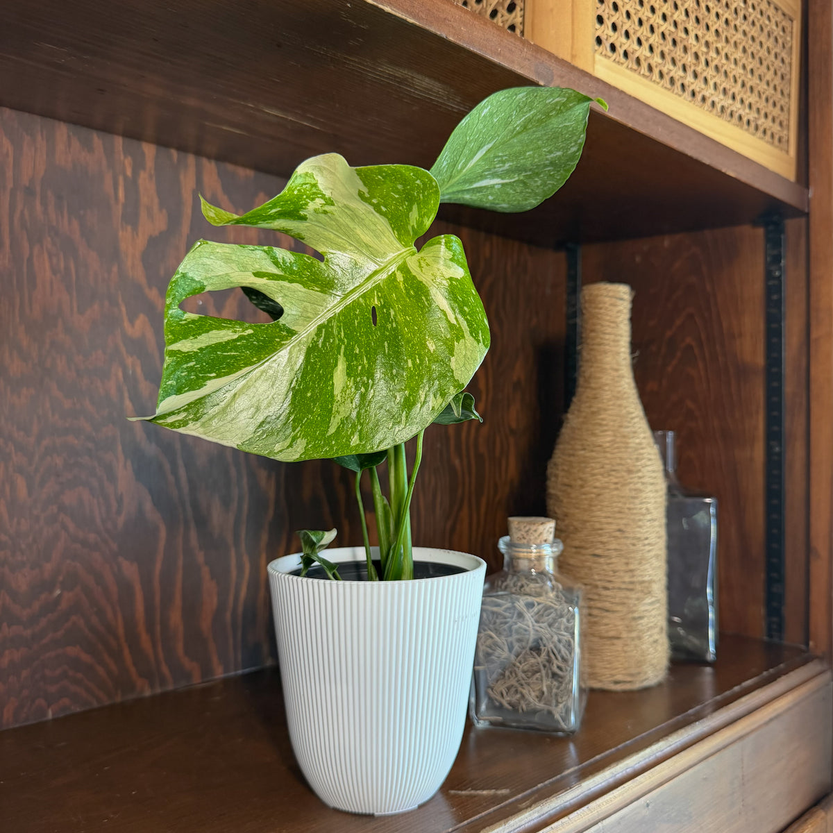 Monstera Thai Constellation (Monstera Deliciosa 'Thai Constellation') - 4 Inch Indoor Houseplant -Ship Only