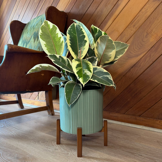 Variegated Rubber Tree (Ficus Elastica 'Tineke') - 8 Inch Indoor Houseplant -Ship Only