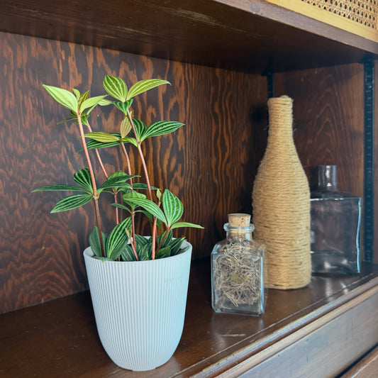 Peperomia Stilt (Peperomia Puteolata) - 4 Inch Indoor Houseplant -Ship Only