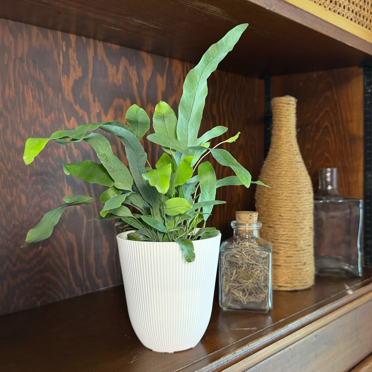 Blue Star Footed Fern (Phlebodium Aureum 'Blue Star') - 4 Inch Indoor Houseplant -Ship Only