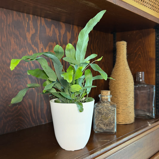 Blue Star Footed Fern (Phlebodium Aureum 'Blue Star') - 4 Inch Indoor Houseplant -Ship Only
