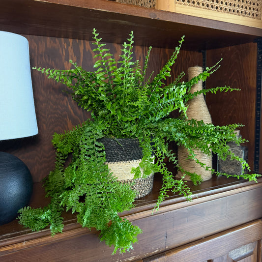 Petticoat Boston Fern (Nephrolepis Exaltata 'Petticoat') - 6 Inch Indoor Houseplant -Ship Only