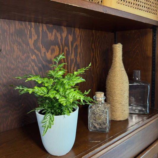 Silver Lace Fern (Pteris Ensiformis 'Evergemiensis') - 4 Inch Indoor Houseplant -Ship Only
