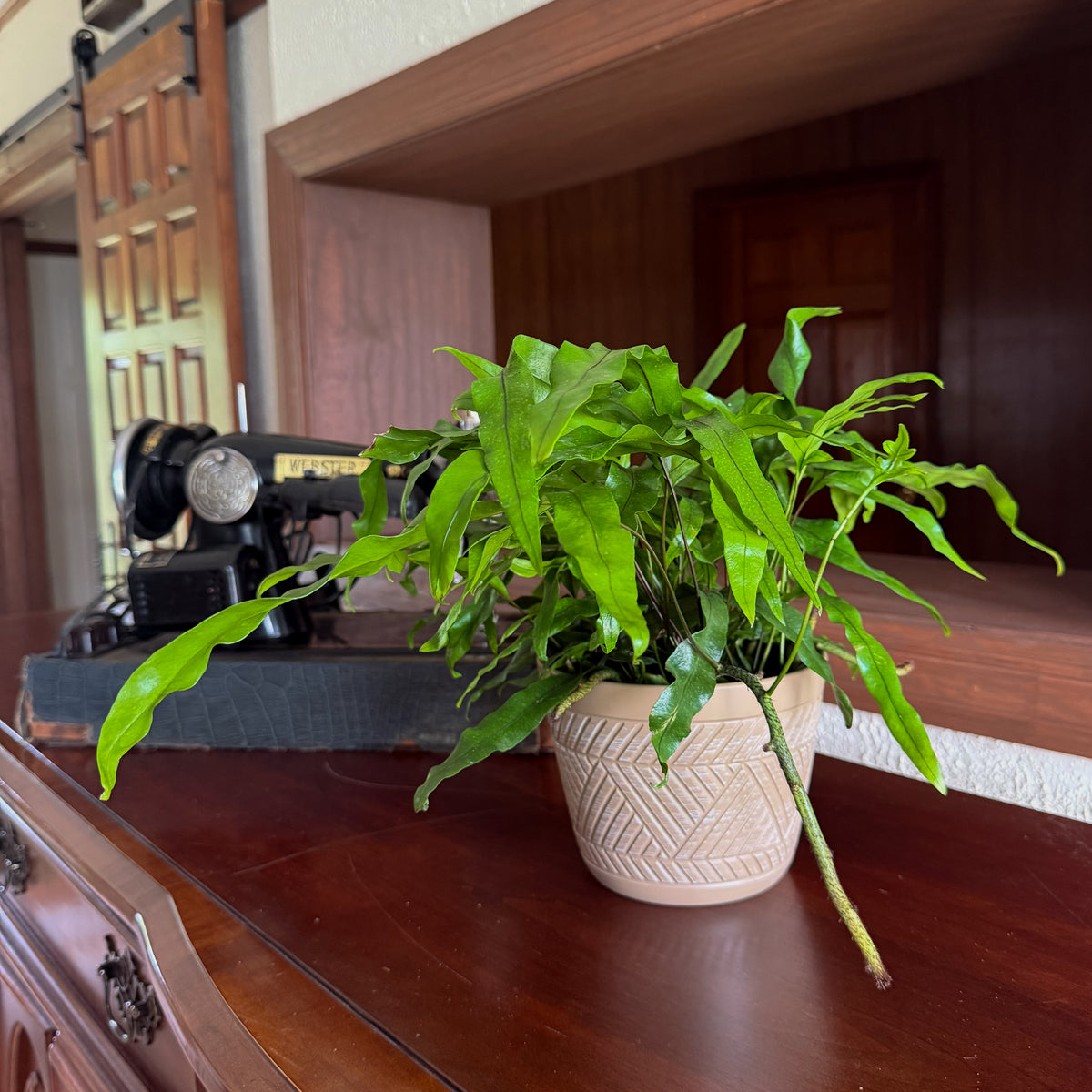 Kangaroo Paw Footed Fern (Phymatosorus Diversifolius) - 6 Inch Indoor Houseplant -Ship Only