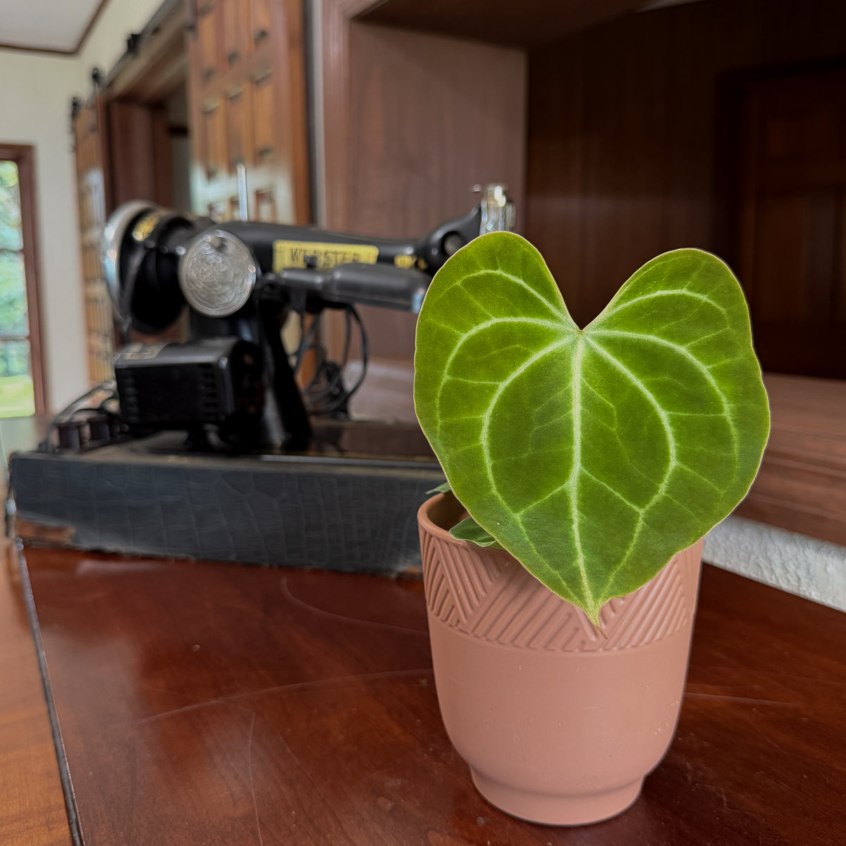 Anthurium Clarinervium Hybrid - 4 Inch Indoor Houseplant -Ship Only
