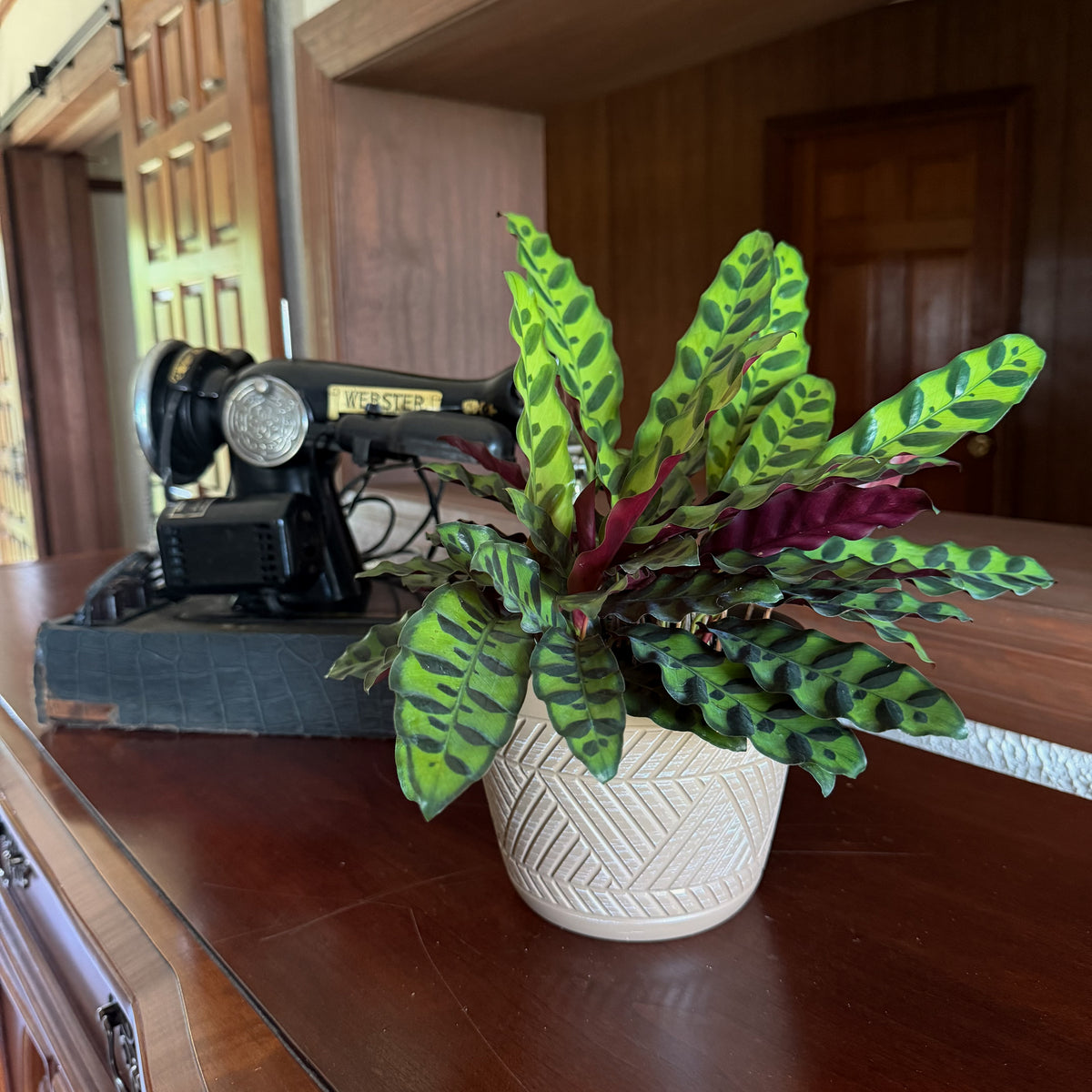 Calathea Rattlesnake (Calathea Lancifolia Goeppertia Insignis) - 6 Inch Indoor Houseplant -Ship Only