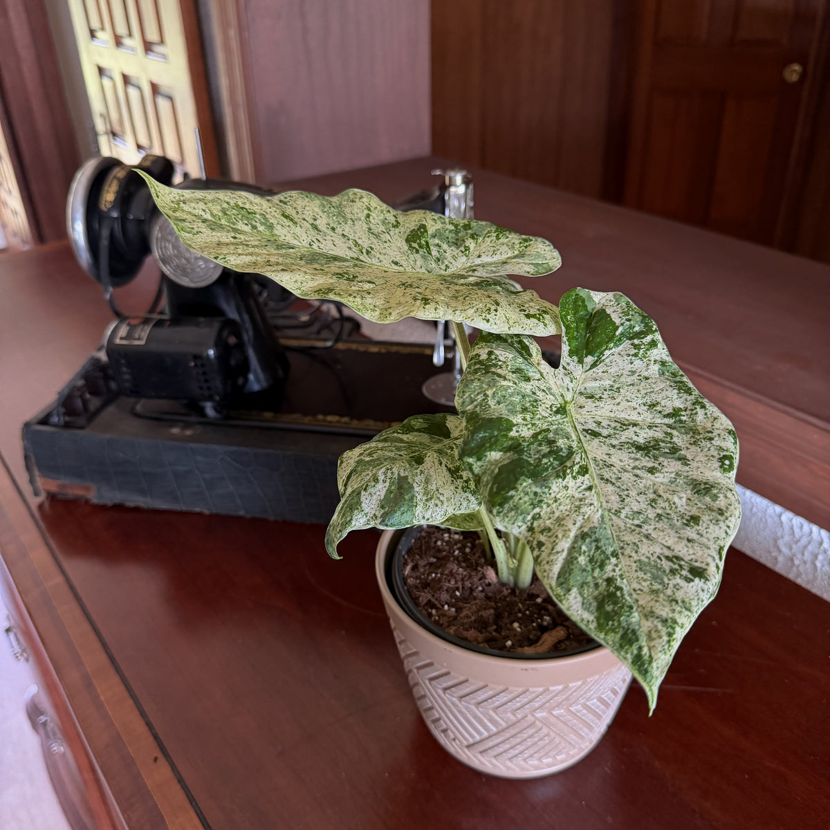 Alocasia Blizzard (Alocasia Odora 'Batik Blizzard') - 6 Inch Indoor Houseplant -Ship Only
