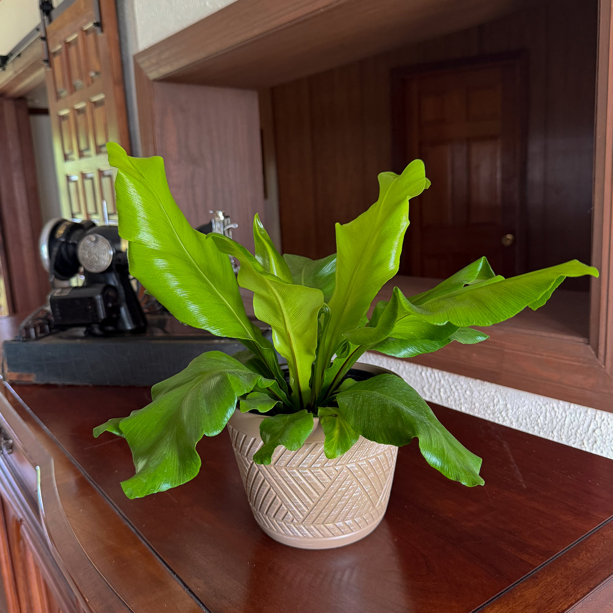 Nidus Bird's Nest Fern (Asplenium Nidus) - 6 Inch Indoor Houseplant -Ship Only