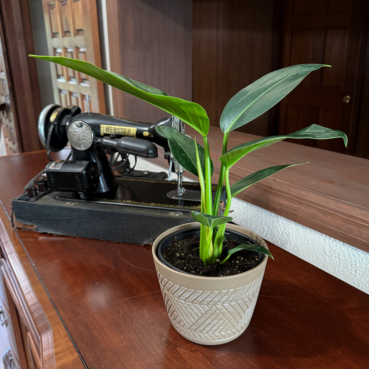 Philodendron Green Congo (Philodendron Tatei 'Congo) - 6 Inch Indoor Houseplant -Ship Only