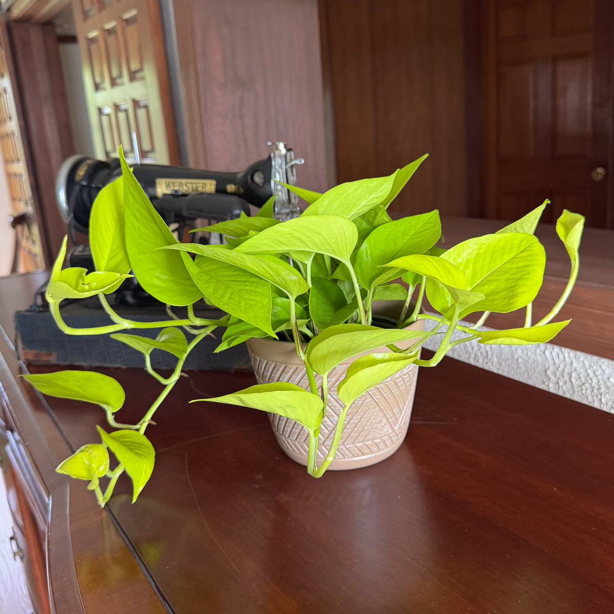 Pothos Neon Hanging Basket (Epipremnum Aureum 'Neon') - 6 Inch Indoor Houseplant -Ship Only