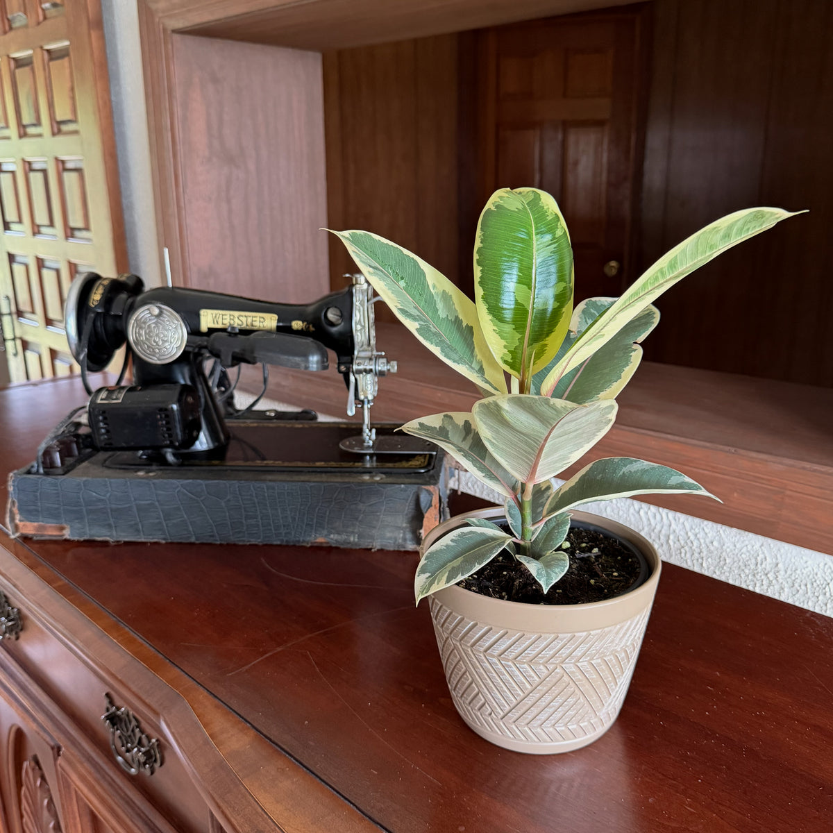Variegated Rubber Plant (Ficus Elastica 'Tineke') - 6 Inch Indoor Houseplant -Ship Only