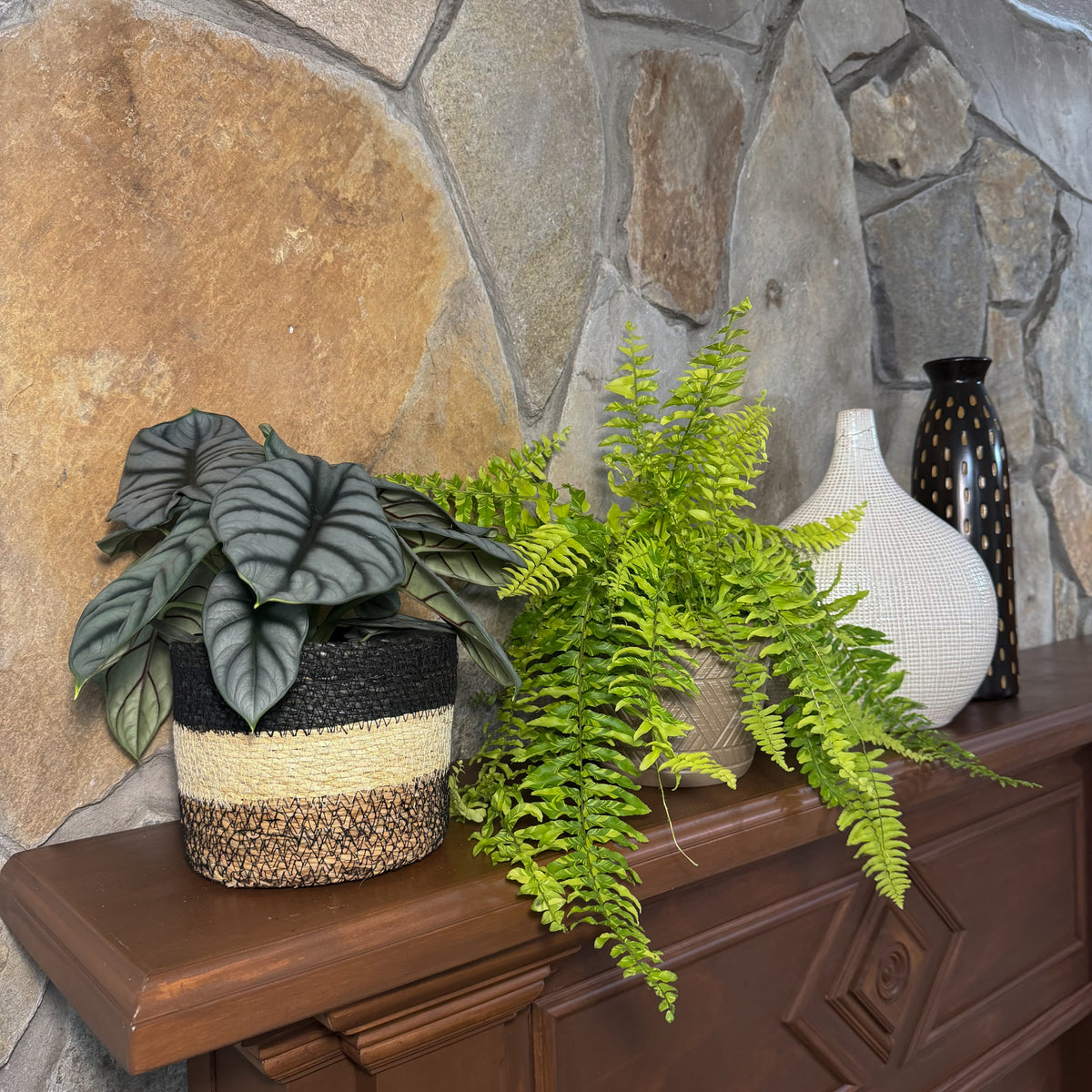 Fern & Foliage Mystery Houseplant 2 Pack - 6 Inch Indoor Houseplants -Ship Only