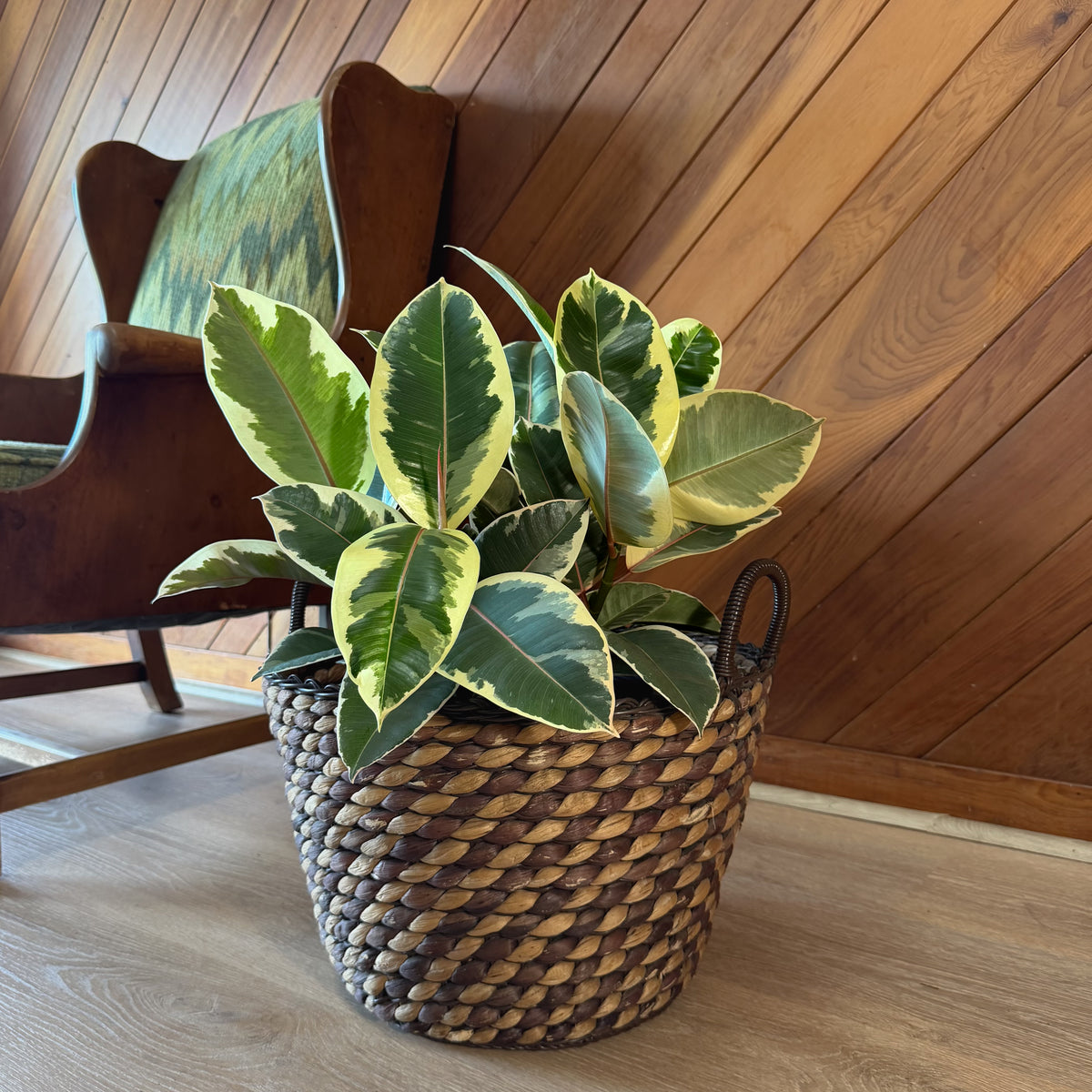 Variegated Rubber Tree (Ficus Elastica 'Tineke') - 8 Inch Indoor Houseplant -Ship Only