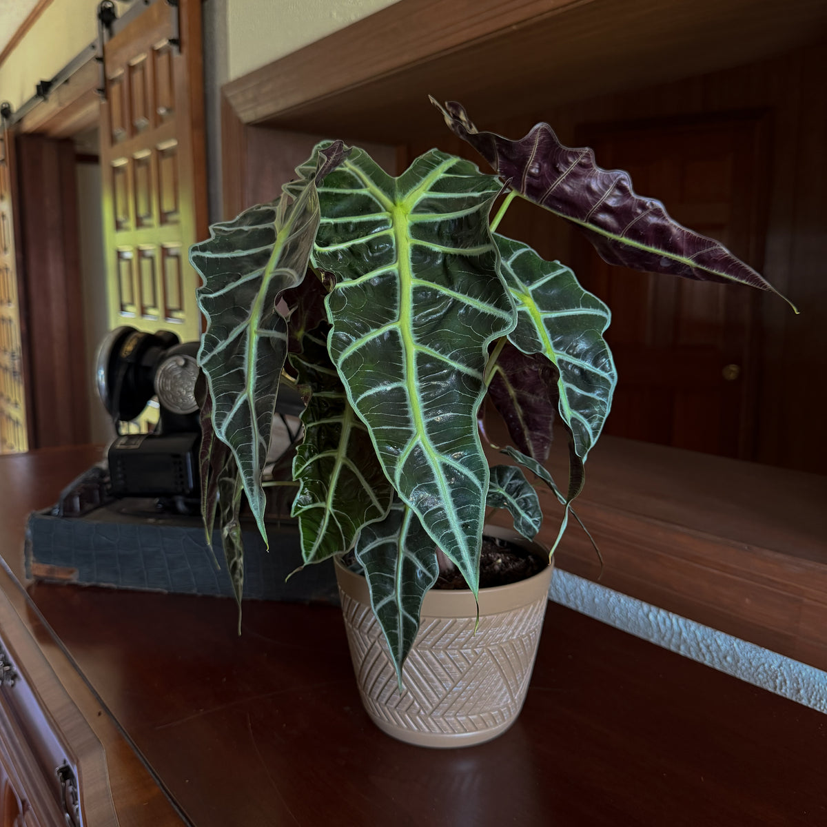 Alocasia Polly (Alocasia x Amazonica 'Polly') - 6 Inch Indoor Houseplant -Ship Only