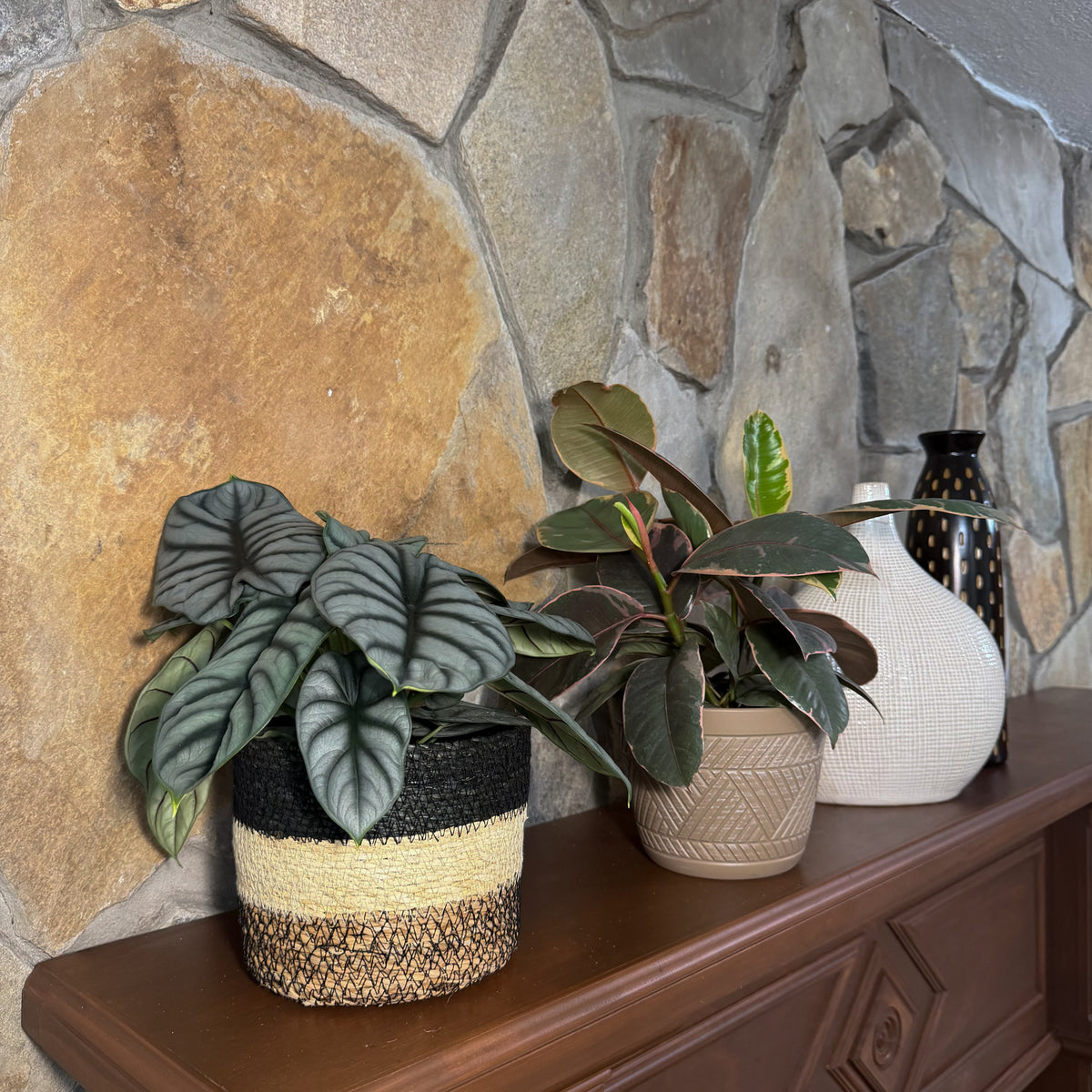 Mystery Foliage 2 Pack - 6 Inch Indoor Houseplants -Ship Only