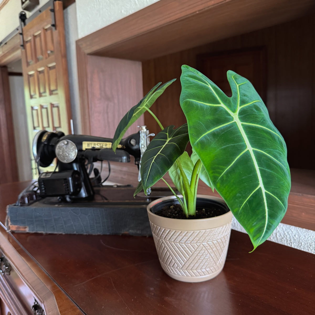 Alocasia Frydek (Alocasia Micholitziana 'Frydek') - 6 Inch Indoor Houseplant -Ship Only