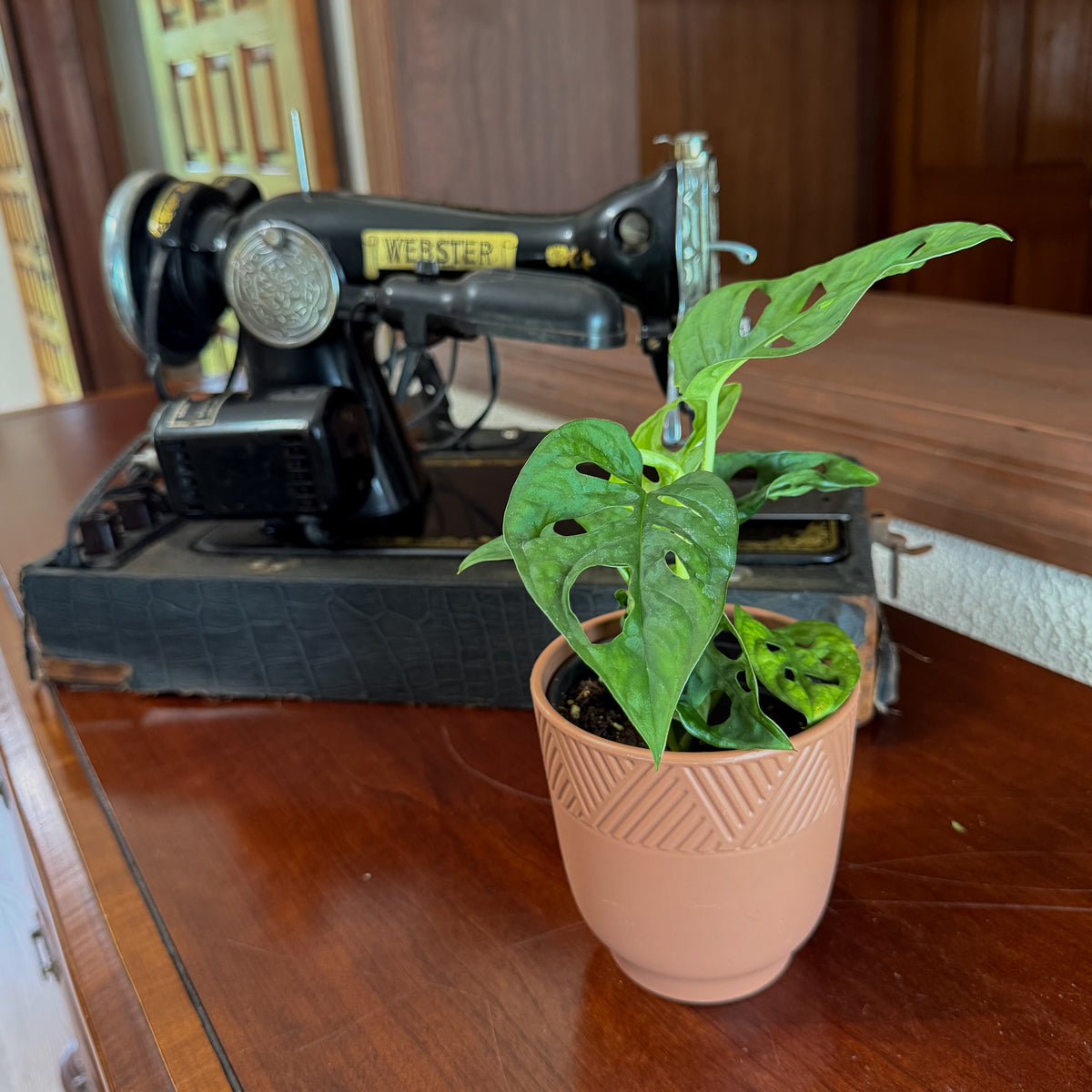 Swiss Cheese Plant (Monstera Adansonii 'Wide Form') - 4 Inch Indoor Houseplant -Ship Only