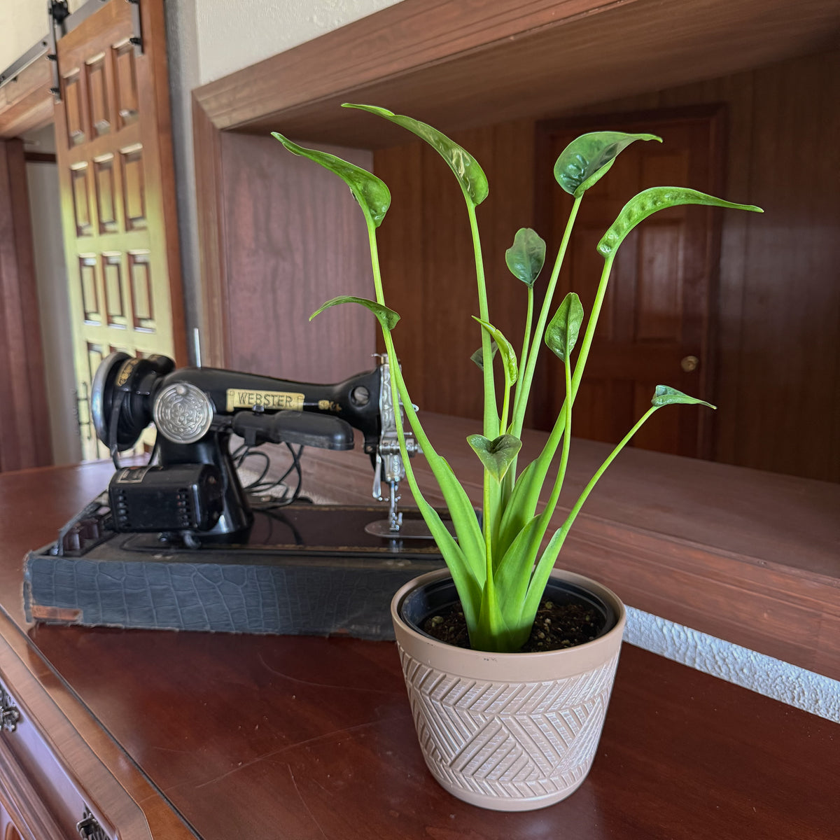 Alocasia Tiny Dancer (Alocasia Brisbanensis x Alocasia Odora 'Tiny Dancer') - 6 Inch Indoor Houseplant -Ship Only