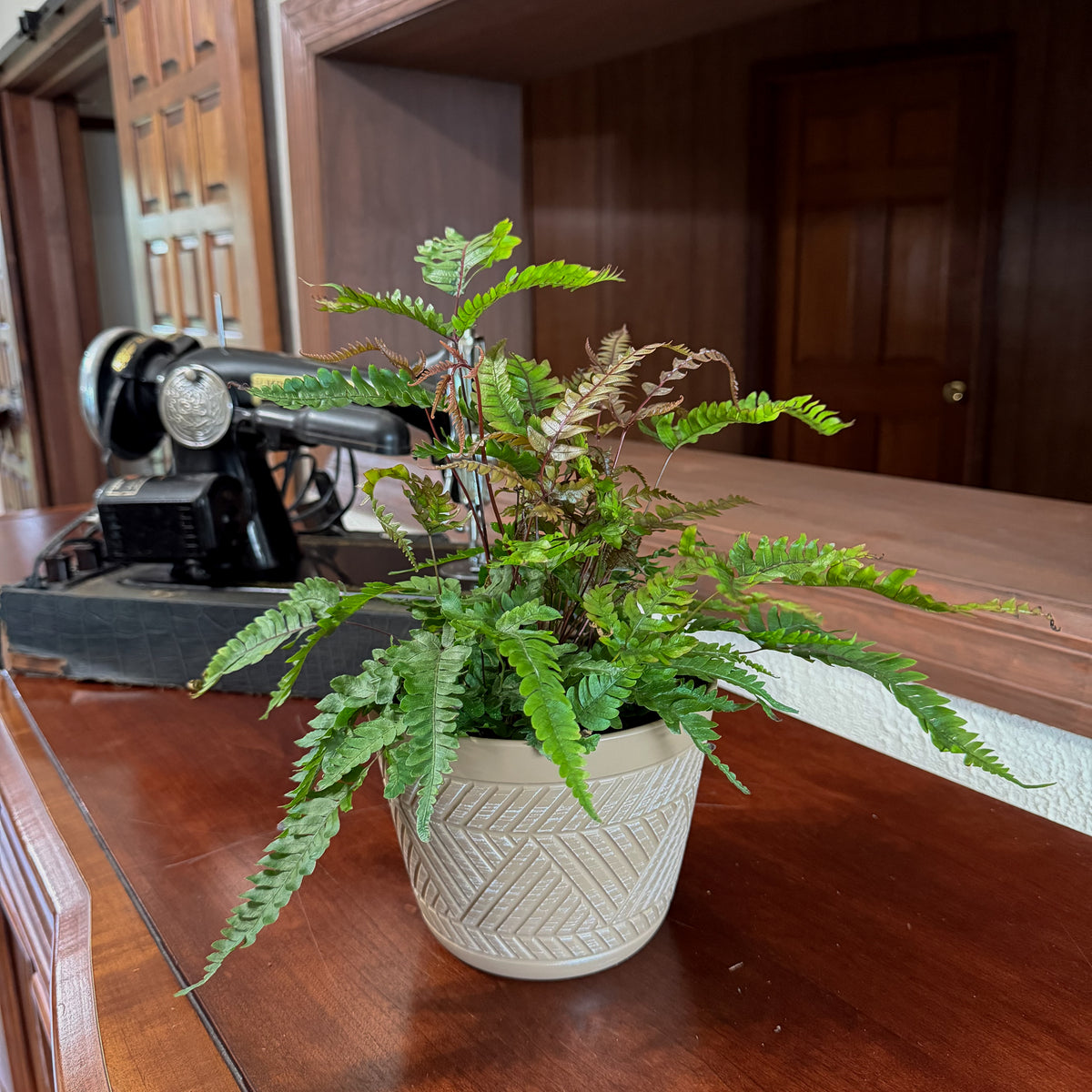 Tri-Color Fern (Pteris Quadriaurita 'Tricolor') - 6 Inch Indoor Houseplant -Ship Only
