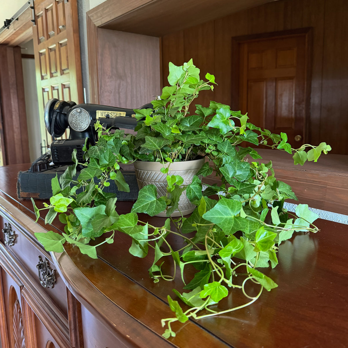 Green Ivy (Hedera Helix) - 6 Inch Indoor Houseplant -Ship Only