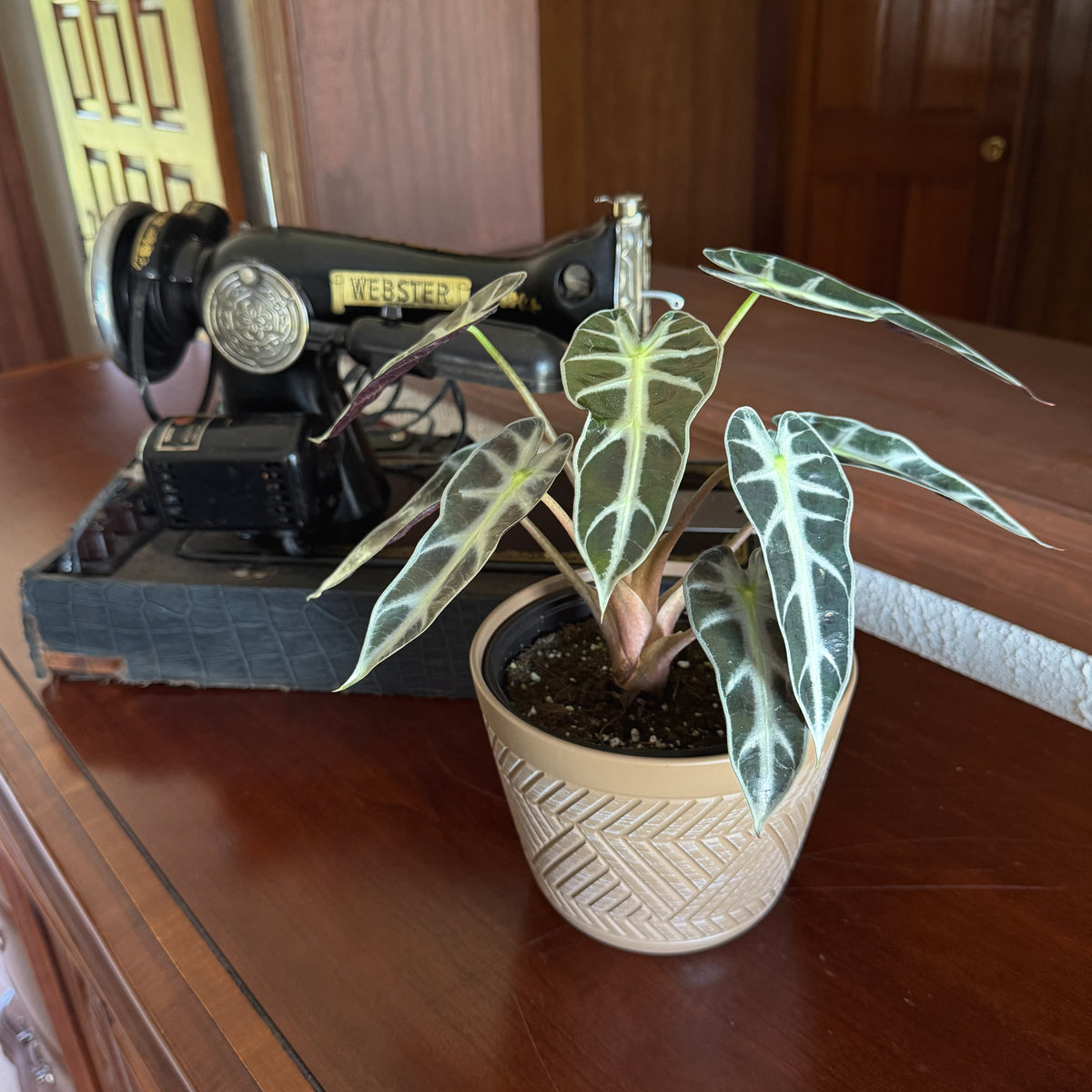 Alocasia Bambino (Alocasia Amazonica 'Bambino') - 6 Inch Indoor Houseplant -Ship Only