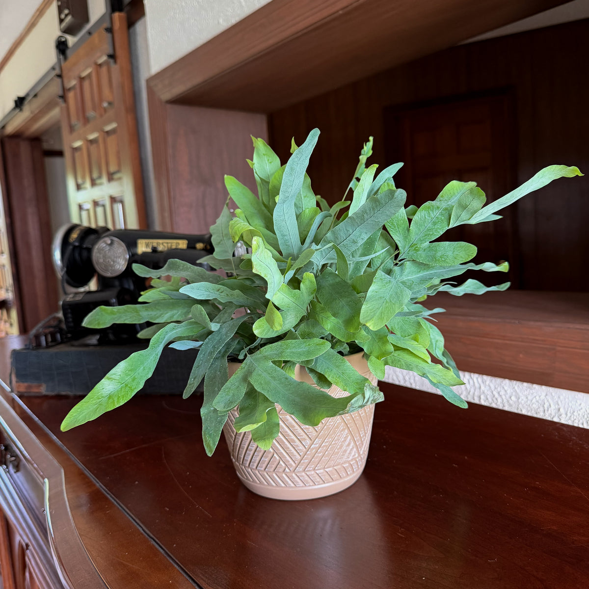 Blue Star Footed Fern (Phlebodium Aureum 'Blue Star) - 6 Inch Indoor Houseplant -Ship Only