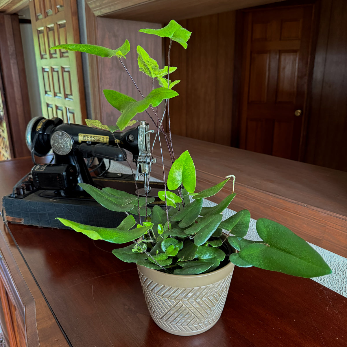 Heart Fern (Hemionitis Arifolia) - 6 Inch Indoor Houseplant -Ship Only
