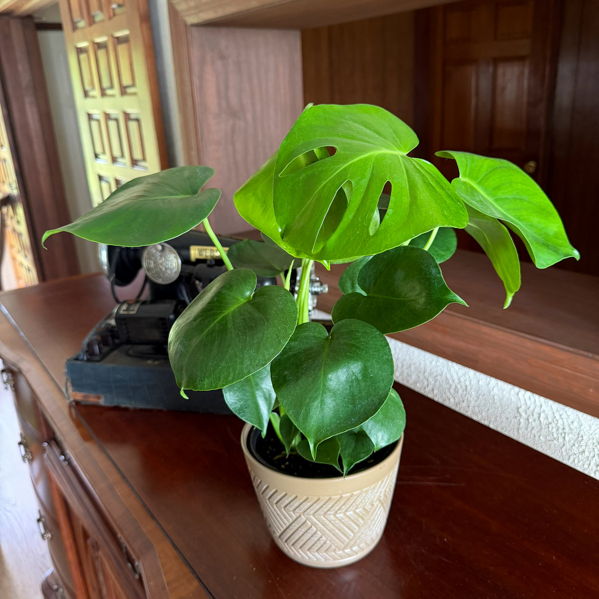 Monstera Deliciosa - 6 Inch Indoor Houseplant -Ship Only