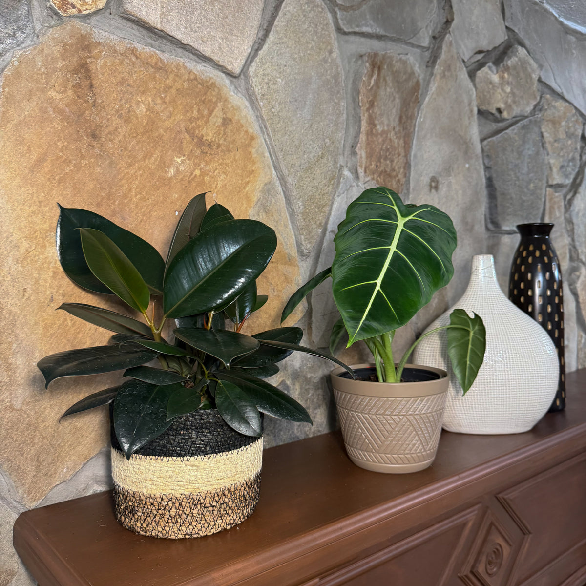 Mystery Foliage 4 Pack - 6 Inch Indoor Houseplants -Ship Only